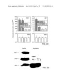 COMPOSITIONS AND METHODS FOR MODULATING ANGIOGENESIS diagram and image