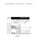 COMPOSITIONS AND METHODS FOR MODULATING ANGIOGENESIS diagram and image