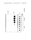 COMPOSITIONS AND METHODS FOR MODULATING ANGIOGENESIS diagram and image