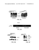 COMPOSITIONS AND METHODS FOR MODULATING ANGIOGENESIS diagram and image