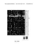 METHODS AND COMPOSITIONS INVOLVING MIRNA AND MIRNA INHIBITOR MOLECULES diagram and image