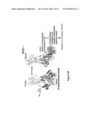 Na/K-ATPase Ligands, Ouabain Antagonists, Assays and Uses Thereof diagram and image