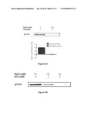 Na/K-ATPase Ligands, Ouabain Antagonists, Assays and Uses Thereof diagram and image