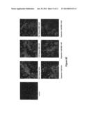 Na/K-ATPase Ligands, Ouabain Antagonists, Assays and Uses Thereof diagram and image