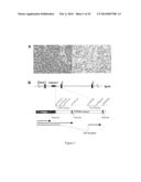 METHODS TO DIAGNOSE AND IMMUNIZE AGAINST THE VIRUS CAUSING HUMAN MERKEL     CELL CARCINOMA diagram and image