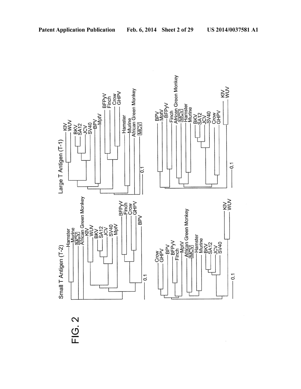 METHODS TO DIAGNOSE AND IMMUNIZE AGAINST THE VIRUS CAUSING HUMAN MERKEL     CELL CARCINOMA - diagram, schematic, and image 03