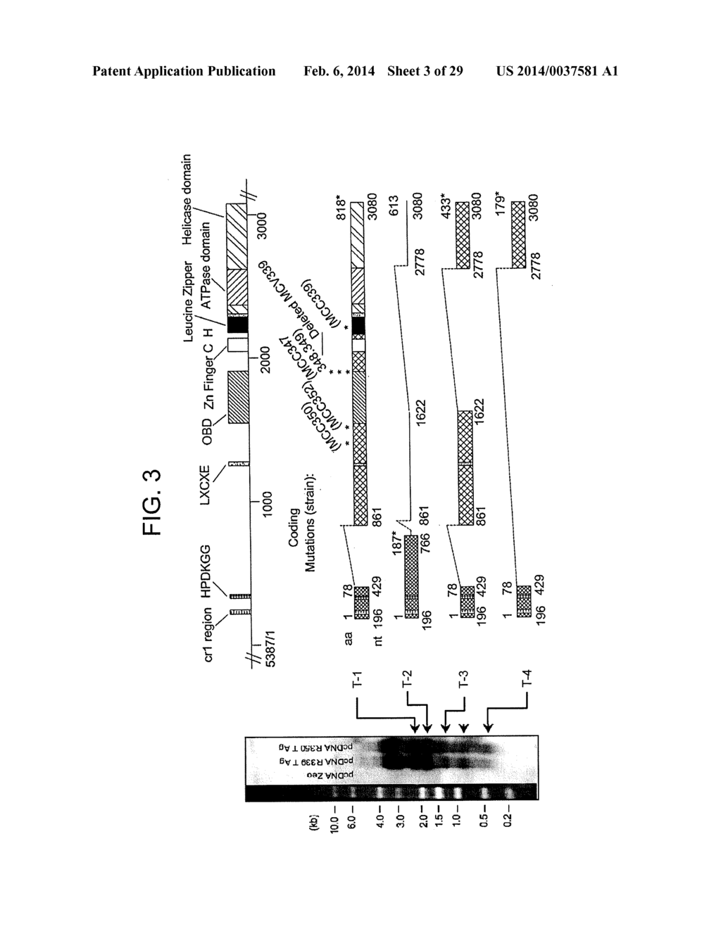 METHODS TO DIAGNOSE AND IMMUNIZE AGAINST THE VIRUS CAUSING HUMAN MERKEL     CELL CARCINOMA - diagram, schematic, and image 04