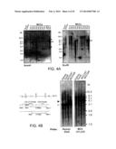 METHODS TO DIAGNOSE AND IMMUNIZE AGAINST THE VIRUS CAUSING HUMAN MERKEL     CELL CARCINOMA diagram and image