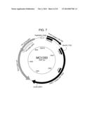 METHODS TO DIAGNOSE AND IMMUNIZE AGAINST THE VIRUS CAUSING HUMAN MERKEL     CELL CARCINOMA diagram and image