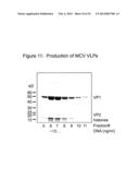 METHODS TO DIAGNOSE AND IMMUNIZE AGAINST THE VIRUS CAUSING HUMAN MERKEL     CELL CARCINOMA diagram and image