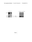 Sulfated Depolymerized Derivatives of Exopolysaccharides (EPS) From     Mesophilic Marine Bacteria, Method For Preparing Same, And Uses Thereof     In Tissue Regeneration diagram and image