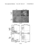 HEMATOPOIETIC PRECURSOR CELL PRODUCTION BY PROGRAMMING diagram and image