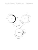 INSECTICIDAL PROTEIN, GENE ENCODING THE SAME AND USES THEREOF diagram and image