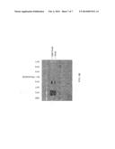 Treatment of Pompe s Disease diagram and image