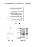 ANTI-FGFR4 ANTIBODIES AND METHODS OF USE diagram and image