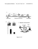 HUMANIZED SINGLE-CHAIN ANTIBODY AGAINST BETA 3 INTEGRIN FOR THE TREATMENT     AND PREVENTION OF METASTASIS diagram and image