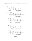 HUMANIZED SINGLE-CHAIN ANTIBODY AGAINST BETA 3 INTEGRIN FOR THE TREATMENT     AND PREVENTION OF METASTASIS diagram and image