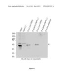 MITIGATING TISSUE DAMAGE AND FIBROSIS VIA LATENT TRANSFORMING GROWTH     FACTOR BETA BINDING PROTEIN (LTBP4) diagram and image