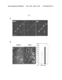 COMPOSITION COMPRISING EXPRESSION OR ACTIVITY INHIBITORS OF NINJURIN1 FOR     THE PREVENTION AND TREATMENT OF INFLAMMATORY DISEASE diagram and image