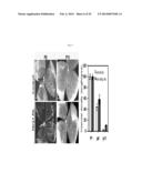 COMPOSITION COMPRISING EXPRESSION OR ACTIVITY INHIBITORS OF NINJURIN1 FOR     THE PREVENTION AND TREATMENT OF INFLAMMATORY DISEASE diagram and image