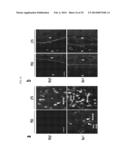 COMPOSITION COMPRISING EXPRESSION OR ACTIVITY INHIBITORS OF NINJURIN1 FOR     THE PREVENTION AND TREATMENT OF INFLAMMATORY DISEASE diagram and image