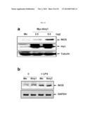 COMPOSITION COMPRISING EXPRESSION OR ACTIVITY INHIBITORS OF NINJURIN1 FOR     THE PREVENTION AND TREATMENT OF INFLAMMATORY DISEASE diagram and image