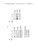 COMPOSITION COMPRISING EXPRESSION OR ACTIVITY INHIBITORS OF NINJURIN1 FOR     THE PREVENTION AND TREATMENT OF INFLAMMATORY DISEASE diagram and image