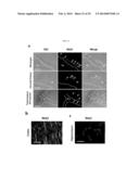 COMPOSITION COMPRISING EXPRESSION OR ACTIVITY INHIBITORS OF NINJURIN1 FOR     THE PREVENTION AND TREATMENT OF INFLAMMATORY DISEASE diagram and image