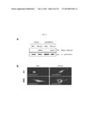 COMPOSITION COMPRISING EXPRESSION OR ACTIVITY INHIBITORS OF NINJURIN1 FOR     THE PREVENTION AND TREATMENT OF INFLAMMATORY DISEASE diagram and image