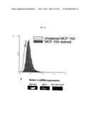 Prospective Identification and Characterization of Breast Cancer Stem     Cells diagram and image