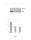 MODULATION OF LRCH4 ACTIVITY AND THERAPEUTIC APPLICATION THEREOF diagram and image