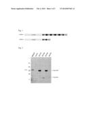 METHODS AND COMPOSITIONS FOR INDUCING AN IMMUNE RESPONSE TO EGFRVIII diagram and image