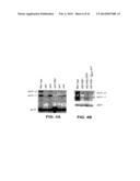 PHARMACEUTICAL COMPOSITIONS AND METHODS TO VACCINATE AGAINST DISSEMINATED     CANDIDIASIS AND OTHER INFECTIOUS AGENTS diagram and image