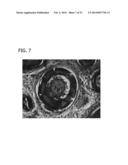 SCAFFOLD FOR TISSUE REGENERATION IN MAMMALS diagram and image