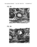 SCAFFOLD FOR TISSUE REGENERATION IN MAMMALS diagram and image