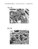 SCAFFOLD FOR TISSUE REGENERATION IN MAMMALS diagram and image