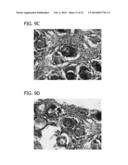 SCAFFOLD FOR TISSUE REGENERATION IN MAMMALS diagram and image