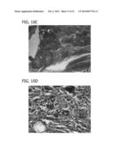 SCAFFOLD FOR TISSUE REGENERATION IN MAMMALS diagram and image