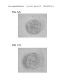 SCAFFOLD FOR TISSUE REGENERATION IN MAMMALS diagram and image