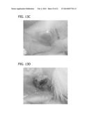 SCAFFOLD FOR TISSUE REGENERATION IN MAMMALS diagram and image