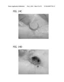 SCAFFOLD FOR TISSUE REGENERATION IN MAMMALS diagram and image