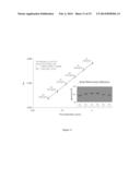 SELECTIVE MEASUREMENT OF ACTIVE HUMAN PROTEASE COAGULATION FACTORS diagram and image