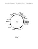 Methods For Producing Hyaluronan In A Recombinant Host Cell diagram and image