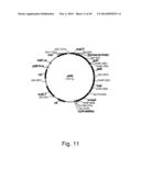 Methods For Producing Hyaluronan In A Recombinant Host Cell diagram and image