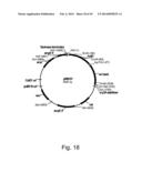 Methods For Producing Hyaluronan In A Recombinant Host Cell diagram and image