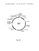 Methods For Producing Hyaluronan In A Recombinant Host Cell diagram and image