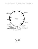 Methods For Producing Hyaluronan In A Recombinant Host Cell diagram and image