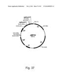 Methods For Producing Hyaluronan In A Recombinant Host Cell diagram and image