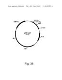 Methods For Producing Hyaluronan In A Recombinant Host Cell diagram and image