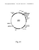 Methods For Producing Hyaluronan In A Recombinant Host Cell diagram and image